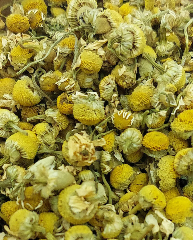 Chamomile